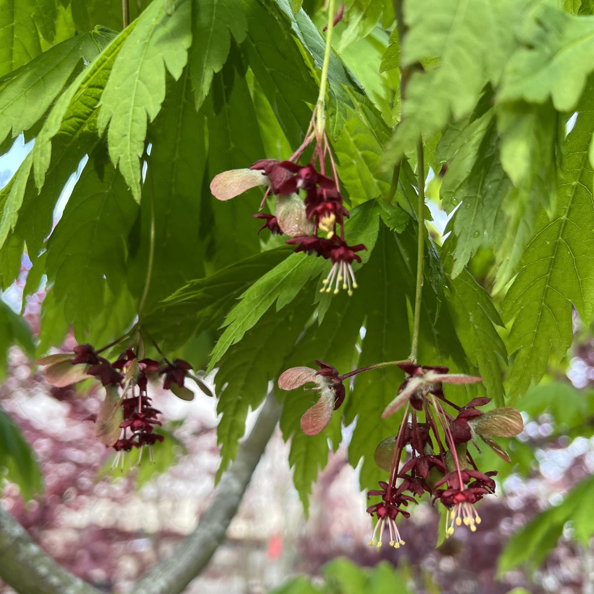 Acer japonicum 'Yama kagi'
