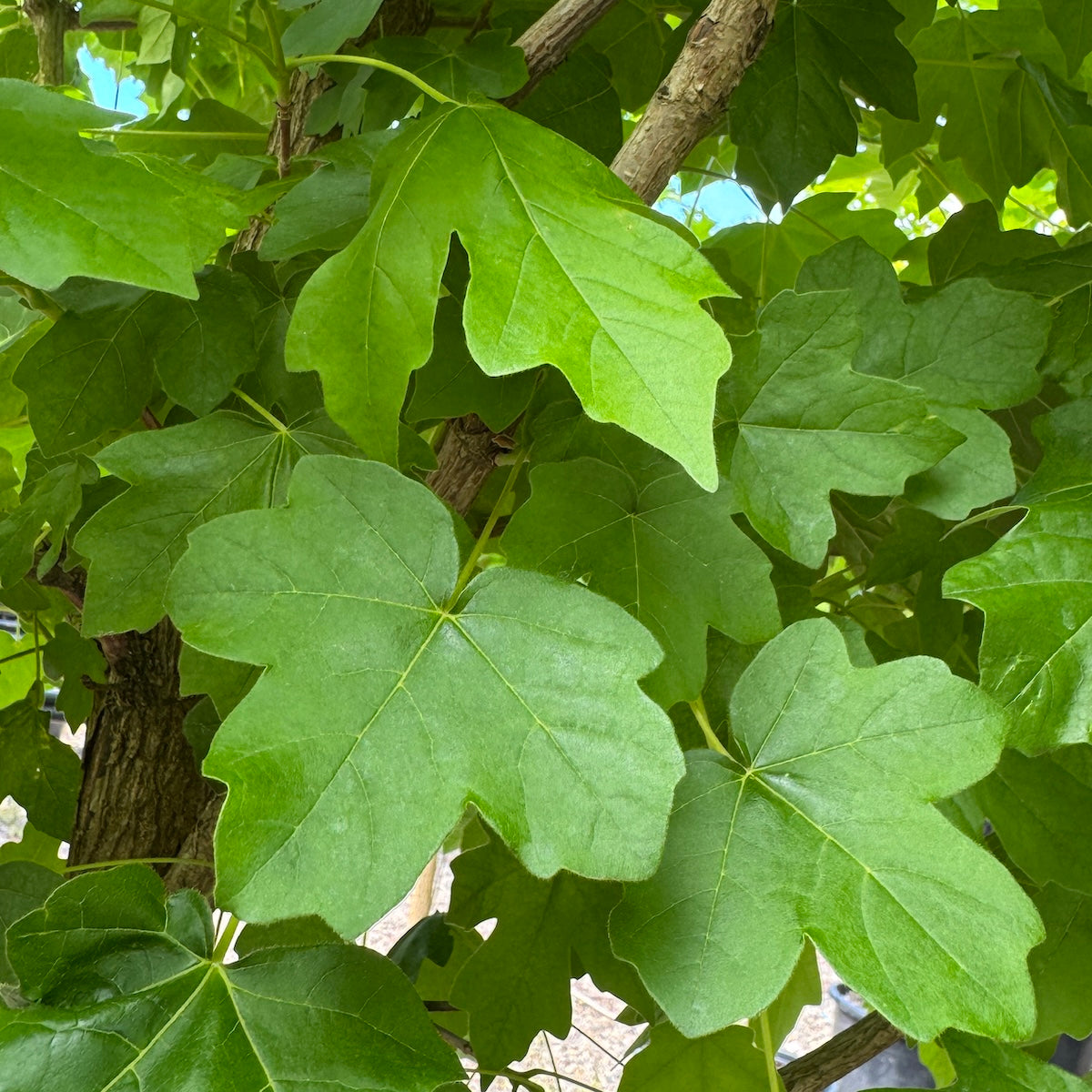 Acer miyabei 'State Street'