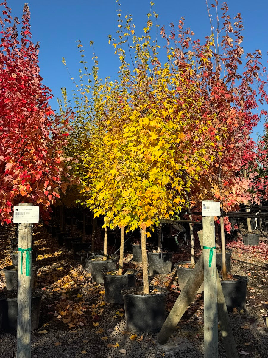 Acer miyabei 'State Street'