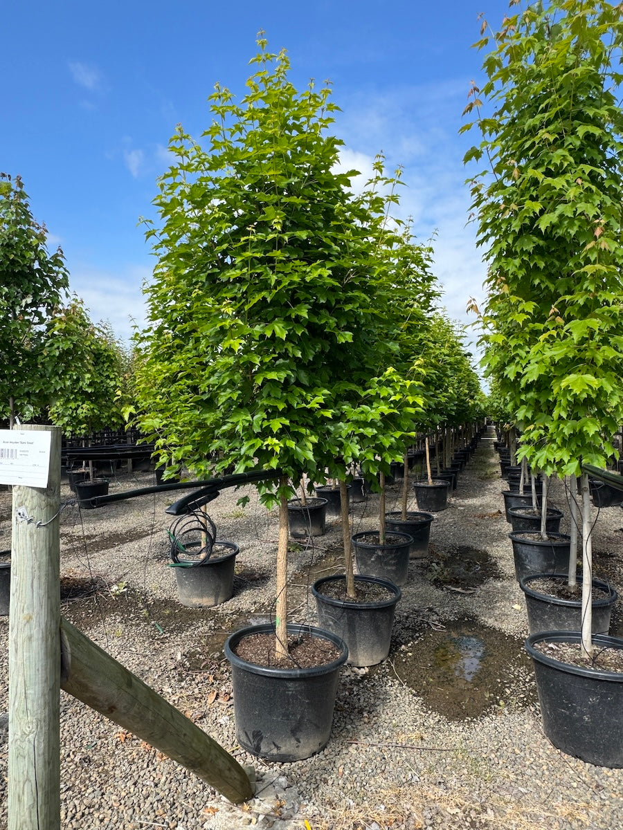 Acer miyabei 'State Street'