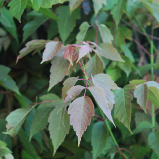 Acer negundo 'Sensation'