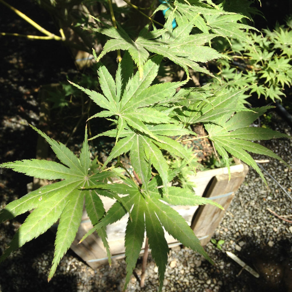 Acer palmatum 'Kihachijo' (CG)