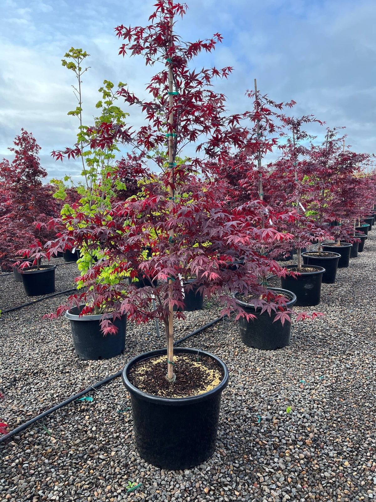 Acer palmatum 'Bloodgood'