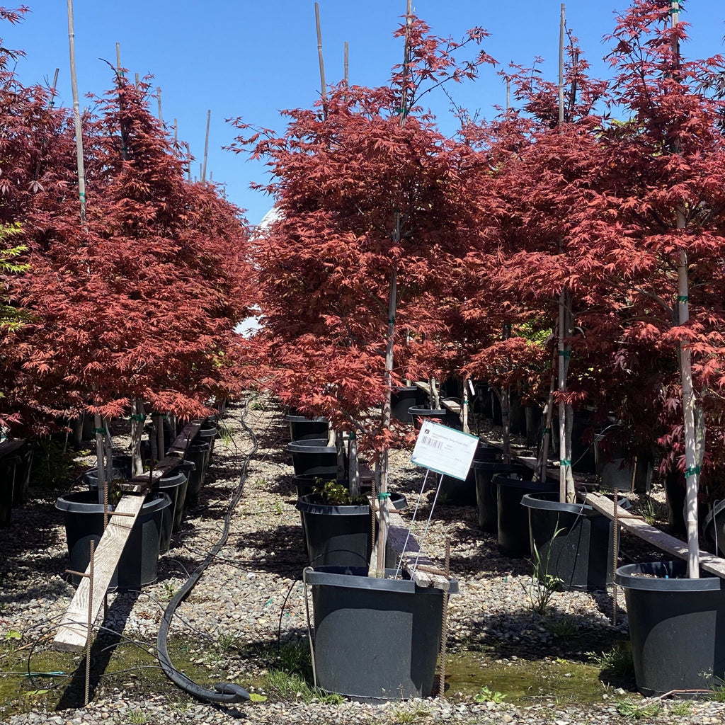 Acer palmatum 'Baby Ghost' (CG)