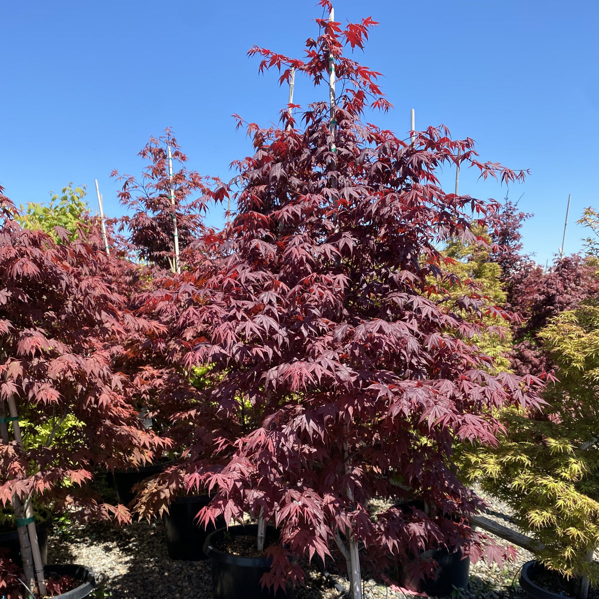 Acer palmatum 'Klaas Red'