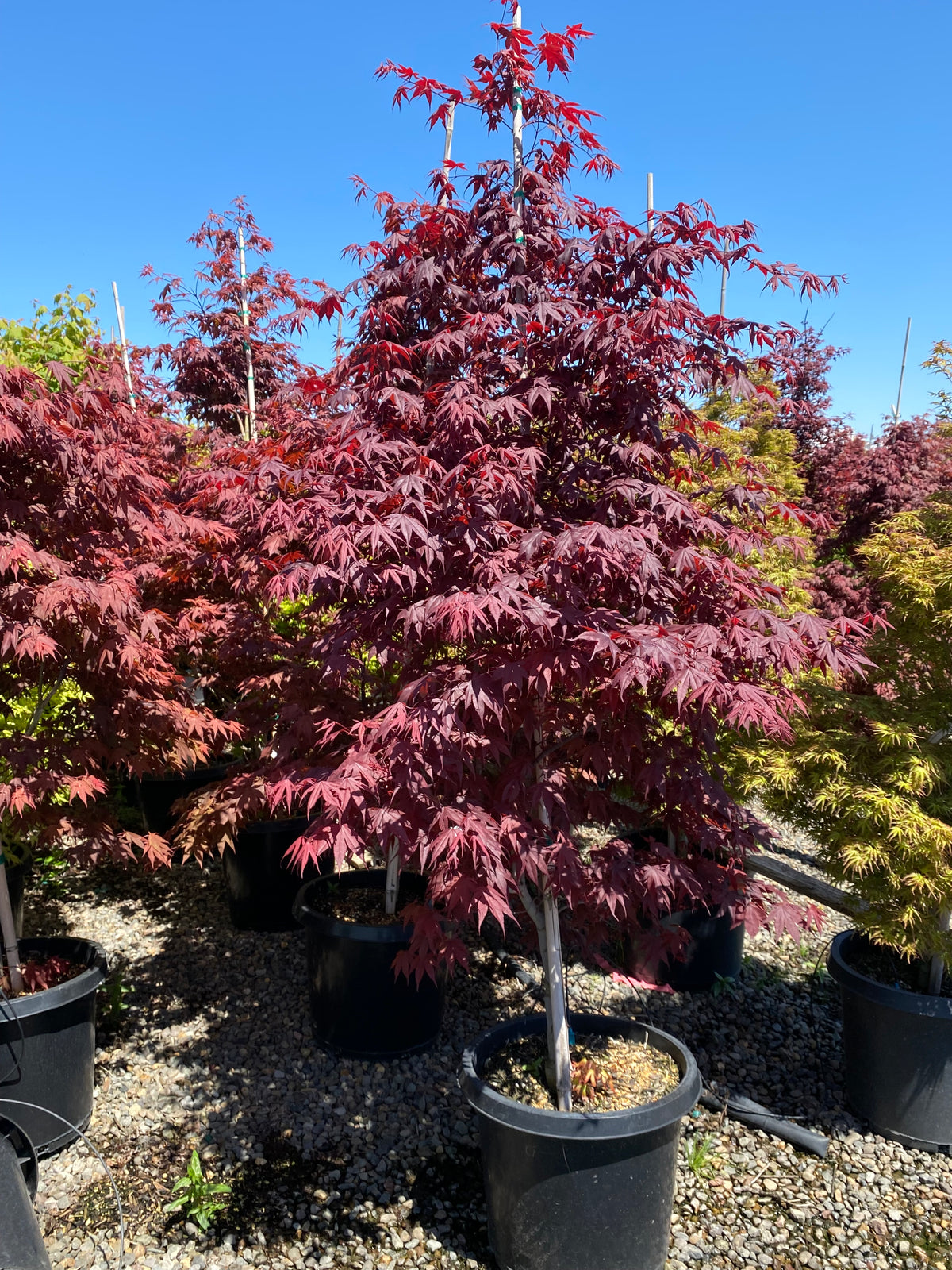 Acer palmatum 'Klaas Red'