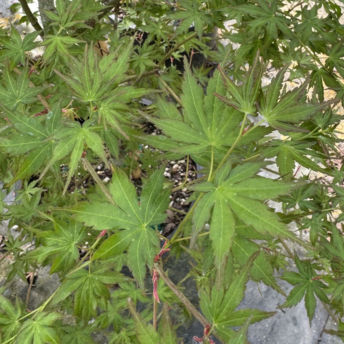 Acer palmatum