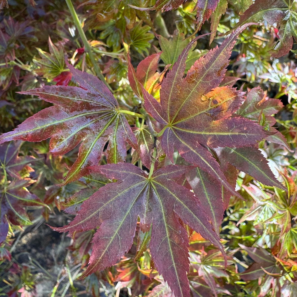 Acer palmatum 'Adrian's Compact' (Dwarf)