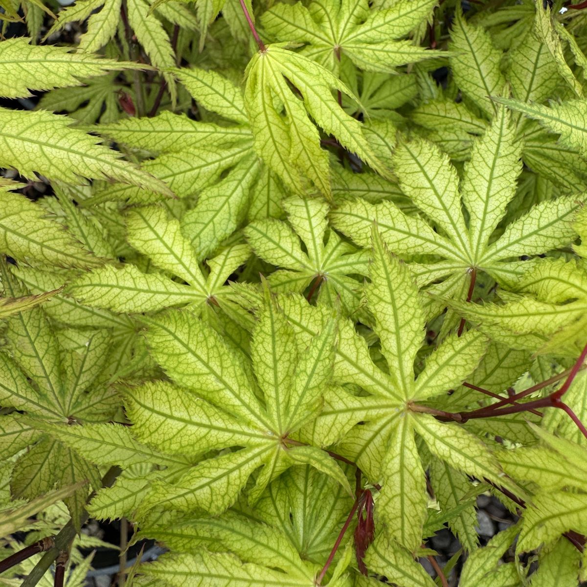 Acer palmatum 'Aka shigitatsu sawa'
