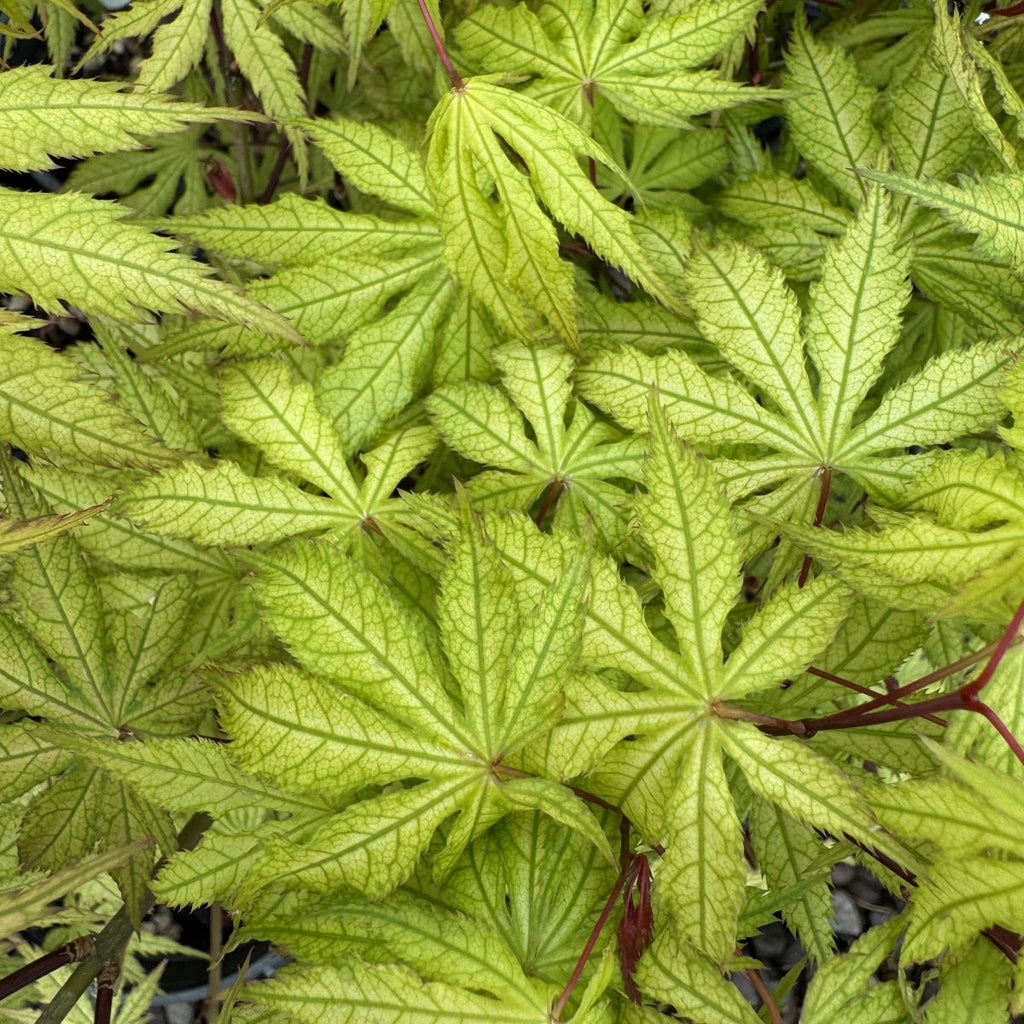 Acer palmatum 'Aka shigitatsu sawa' (CG)