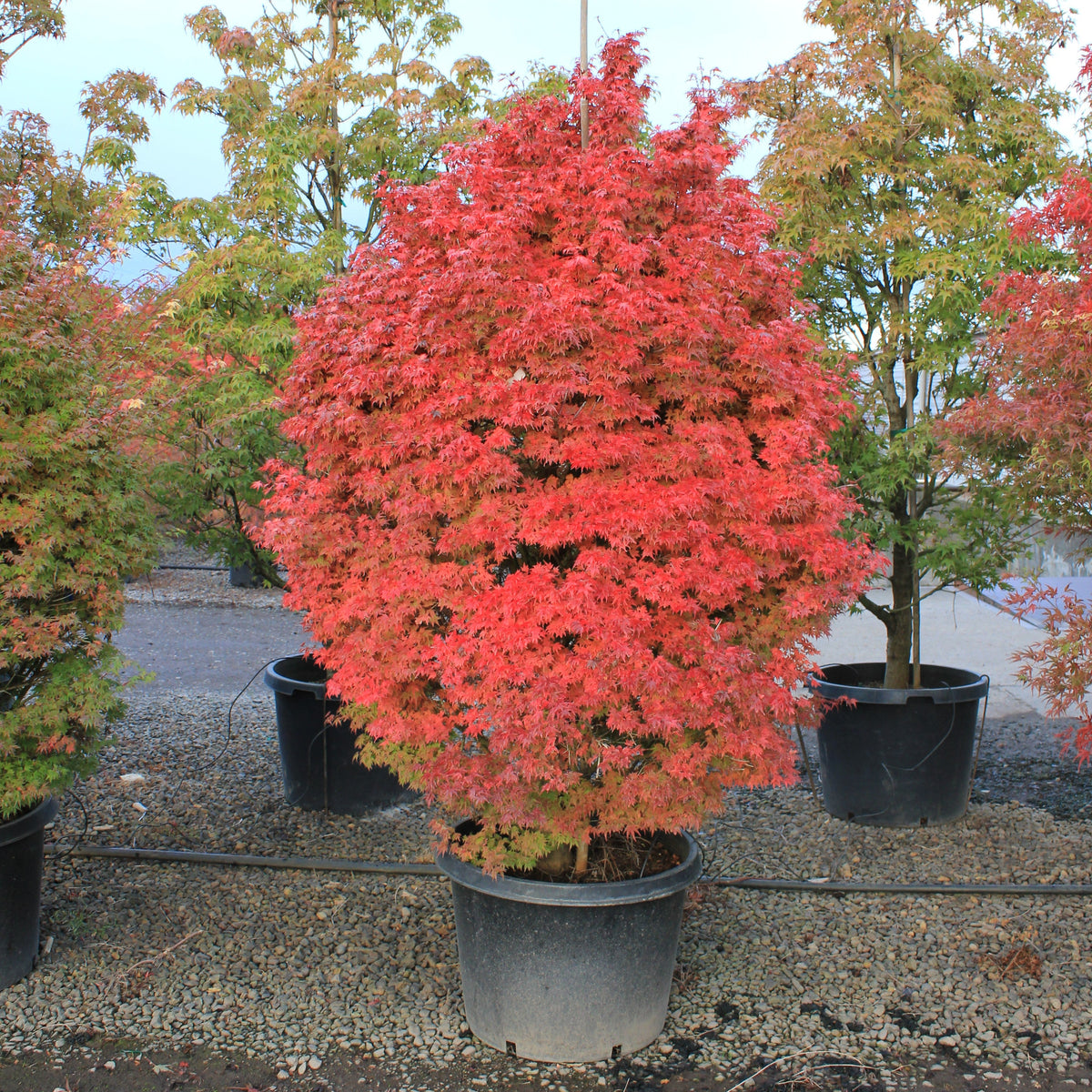 Acer palmatum 'Akita yatsubusa' (Dwarf)