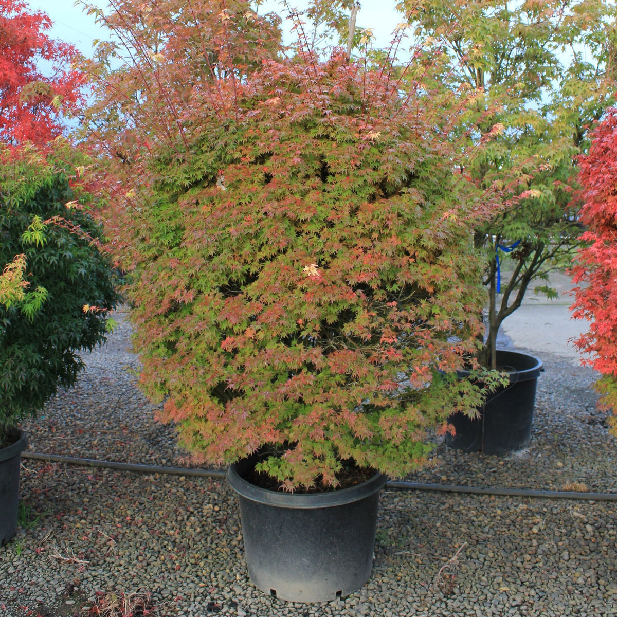 Acer palmatum 'Akita yatsubusa' (Dwarf)