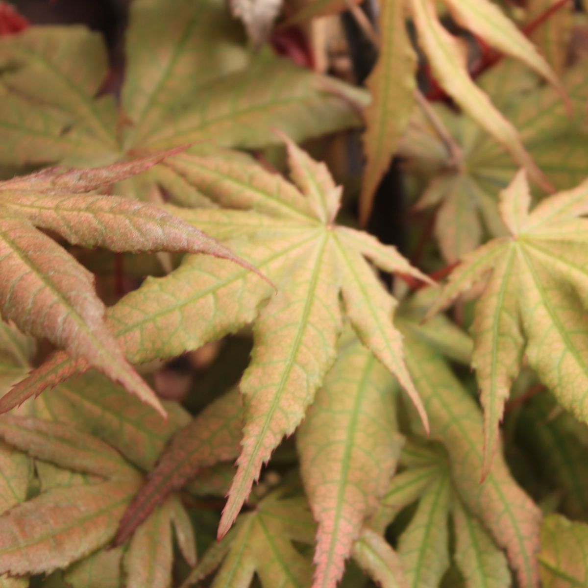 Acer palmatum 'Amber Ghost'