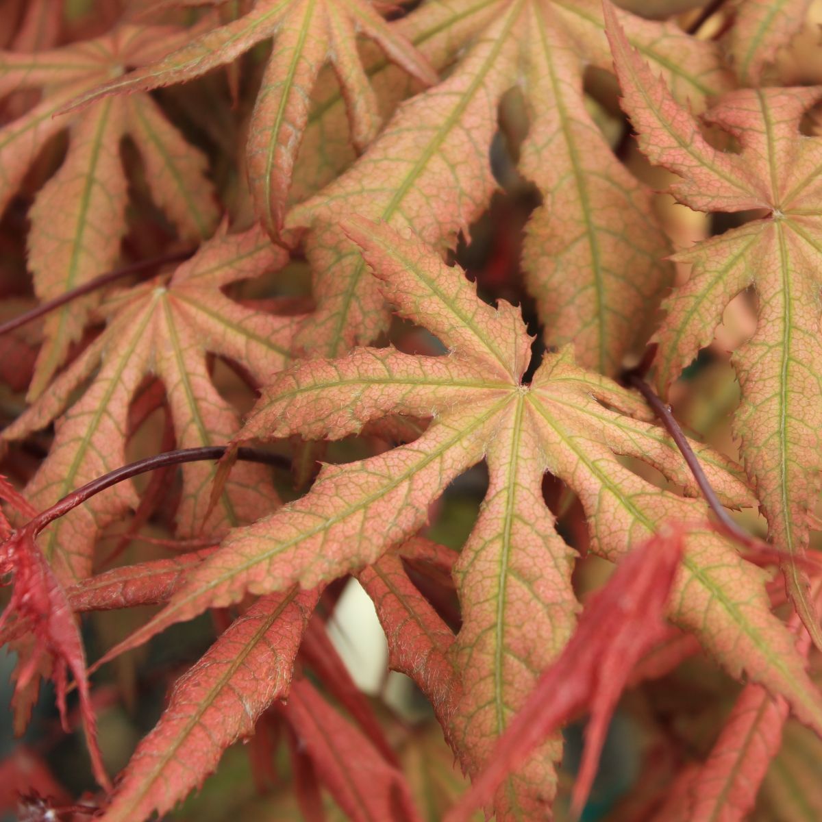 Acer palmatum 'Amber Ghost'