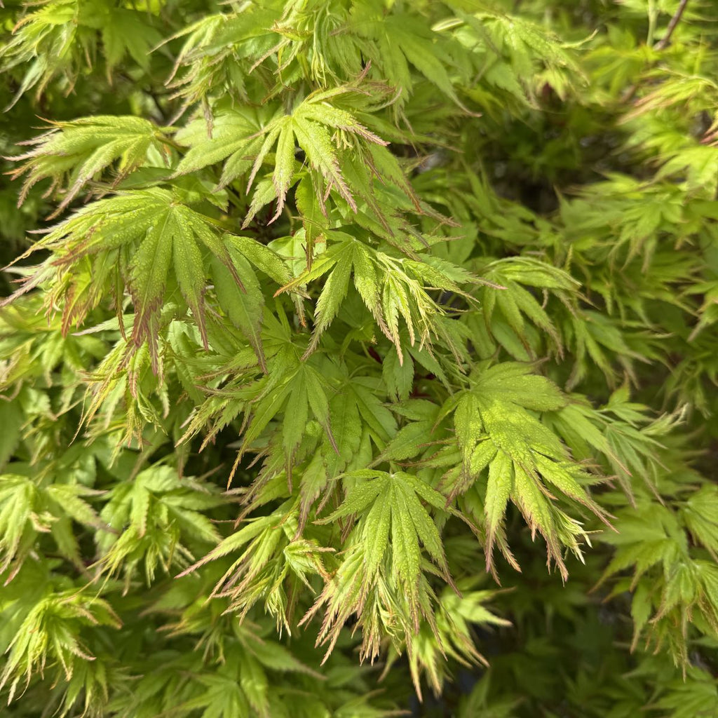 Acer palmatum 'Aoba jo' (DWARF) (CG)
