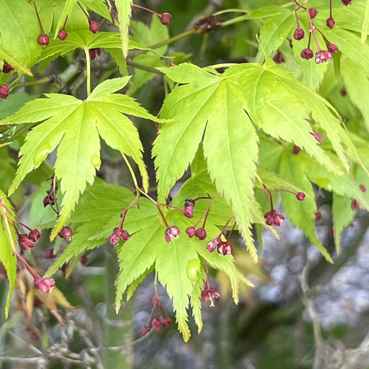 Acer palmatum 'Aoba jo' (Dwarf)