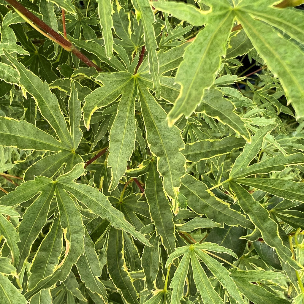 Acer palmatum 'Ao kanzashi' (CG)