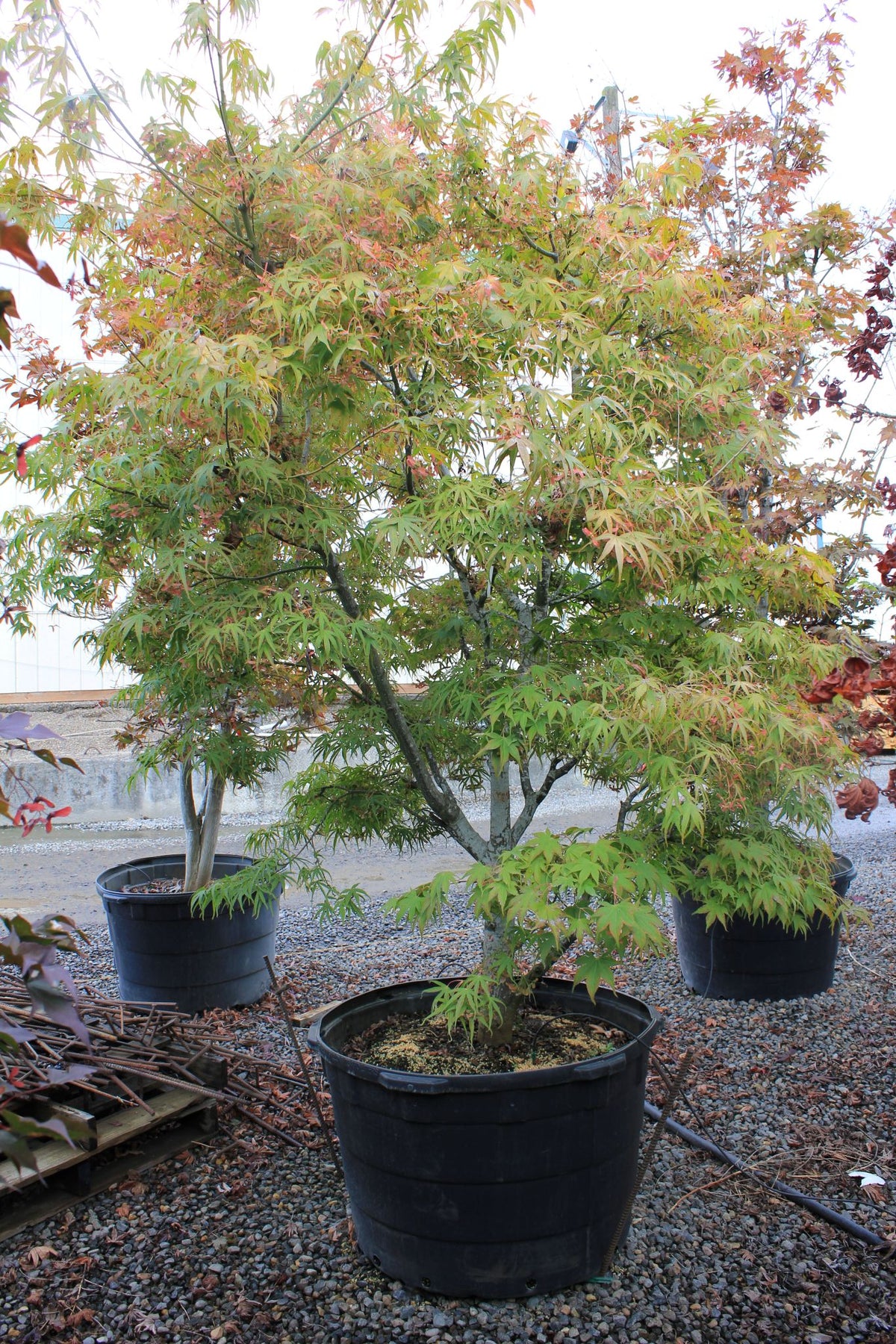 Acer palmatum 'Ao shime no uchi'