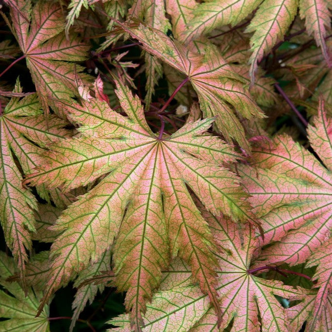Acer palmatum 'Ariadne'