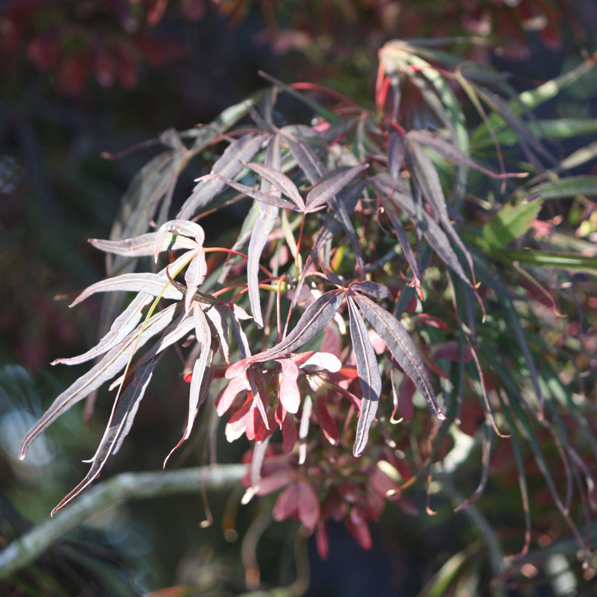 Acer palmatum 'Atrolineare'
