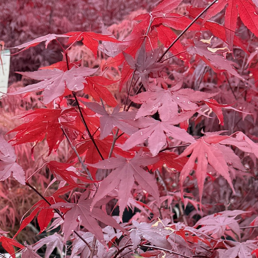 Acer palmatum 'Atropurpureum' (CG)