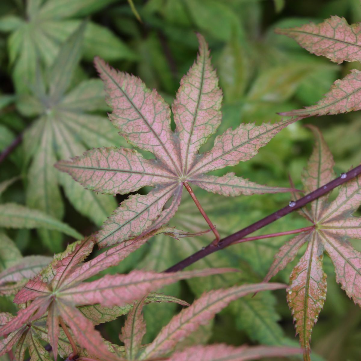 Acer palmatum 'Baby Ghost'