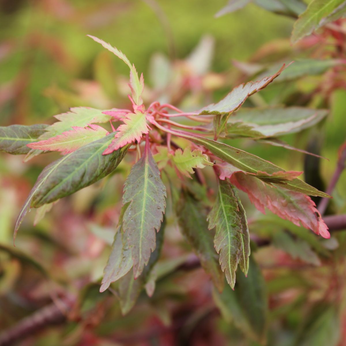 Acer palmatum 'Beni hagoromo'