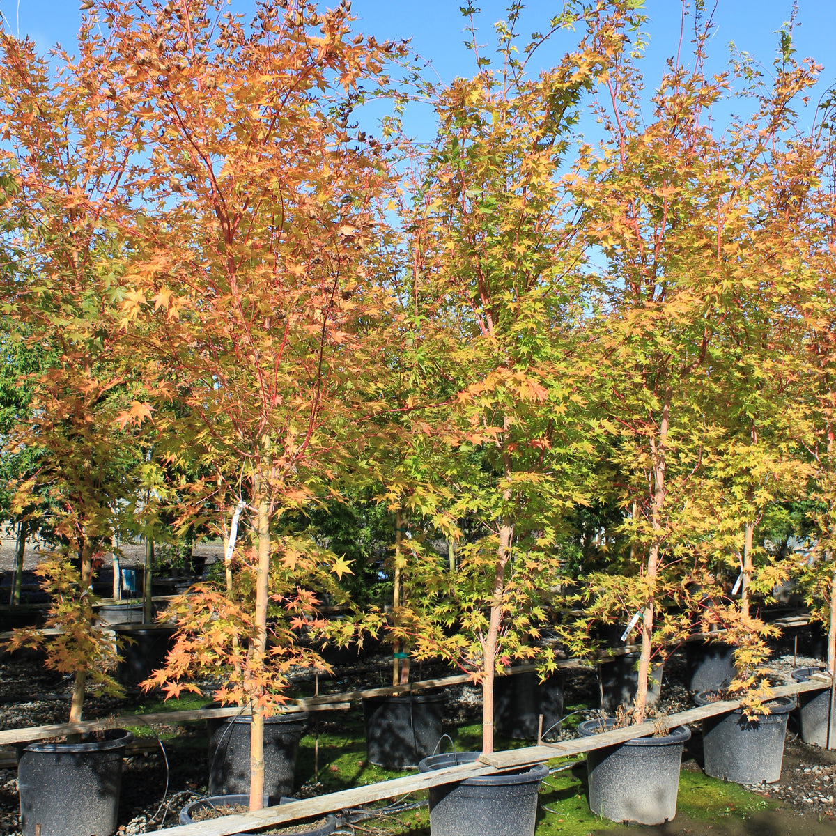 Acer palmatum 'Beni kawa'