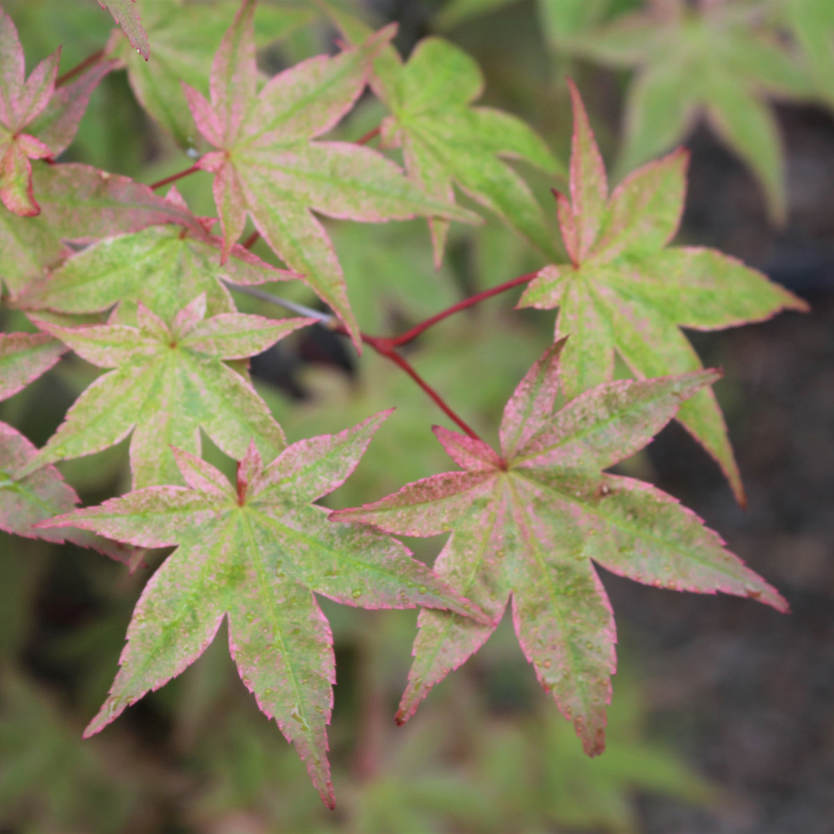 Acer palmatum 'Beni maiko'