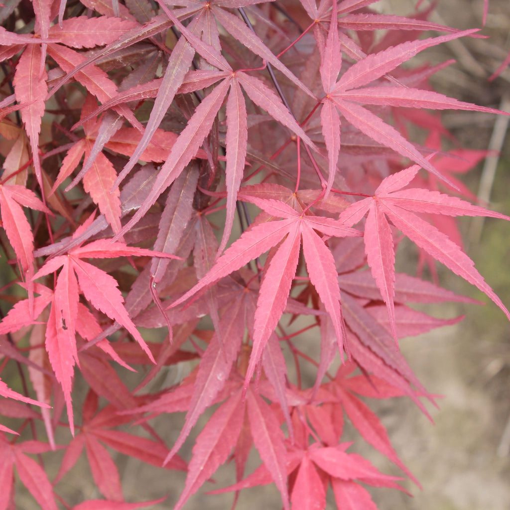 Acer palmatum 'Beni otake' (CG)