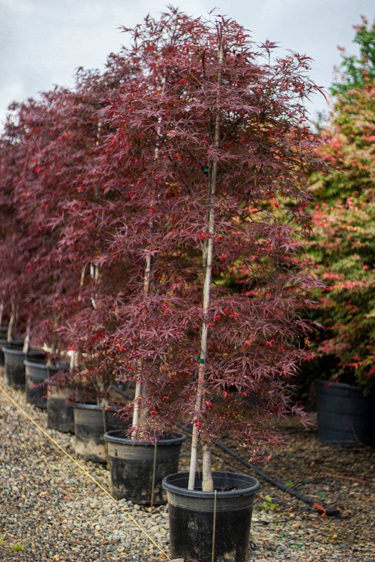 Acer palmatum 'Beni otake'