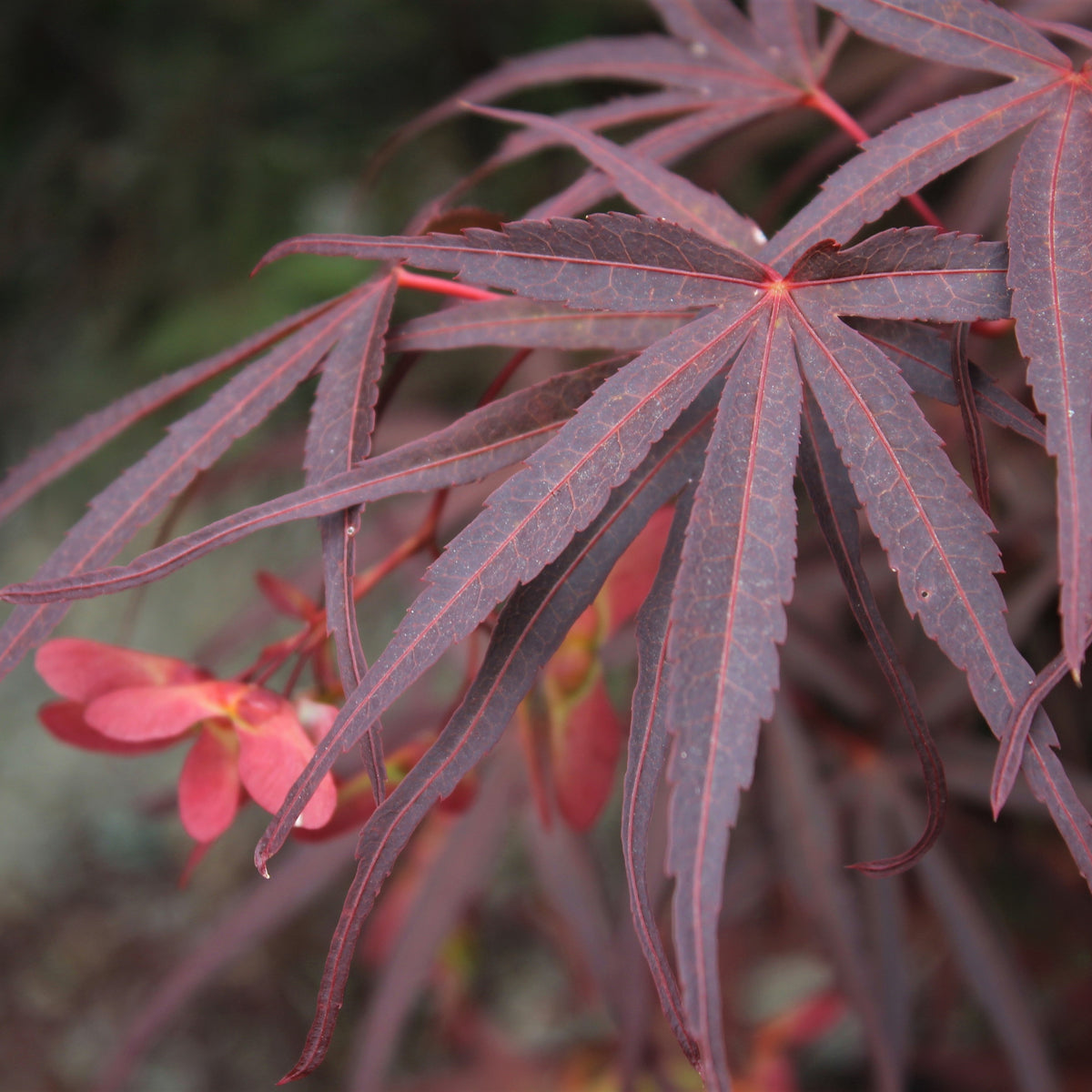 Acer palmatum 'Beni otake'