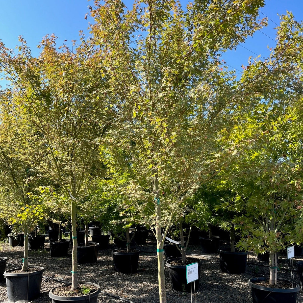 Acer palmatum 'Beni Hoshi' (Dwarf)