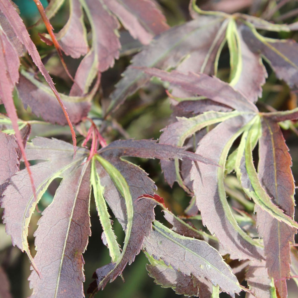 Acer palmatum 'Beni shi en' (CG)