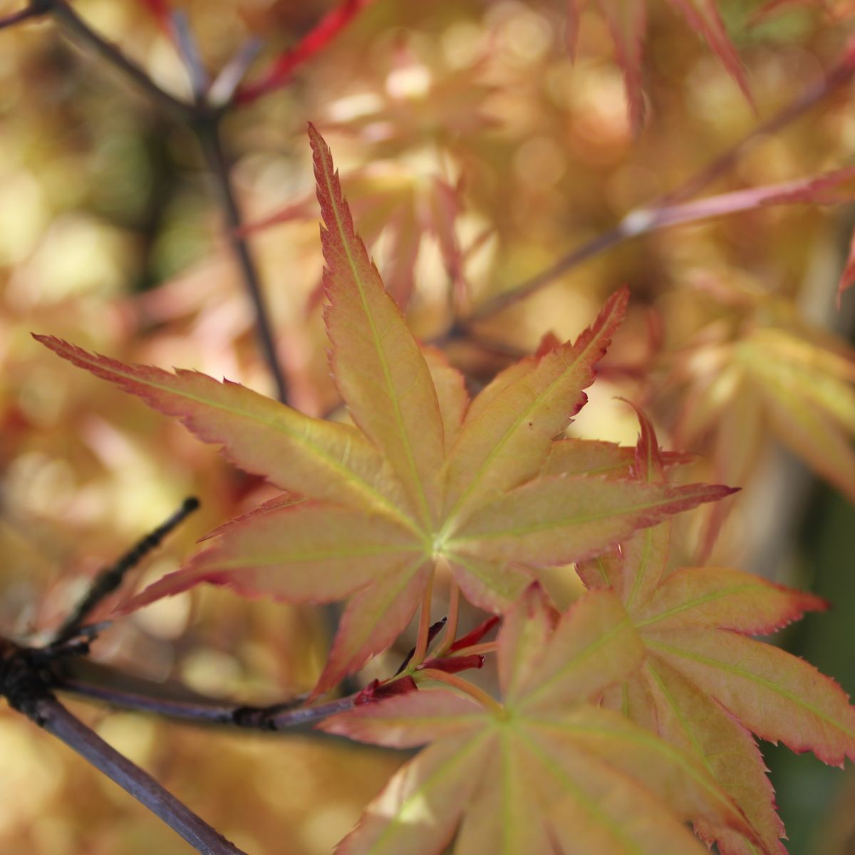 Acer palmatum 'Beni tsukasa'
