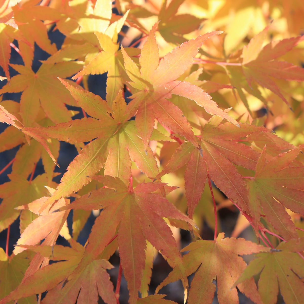 Acer palmatum 'Bihou'