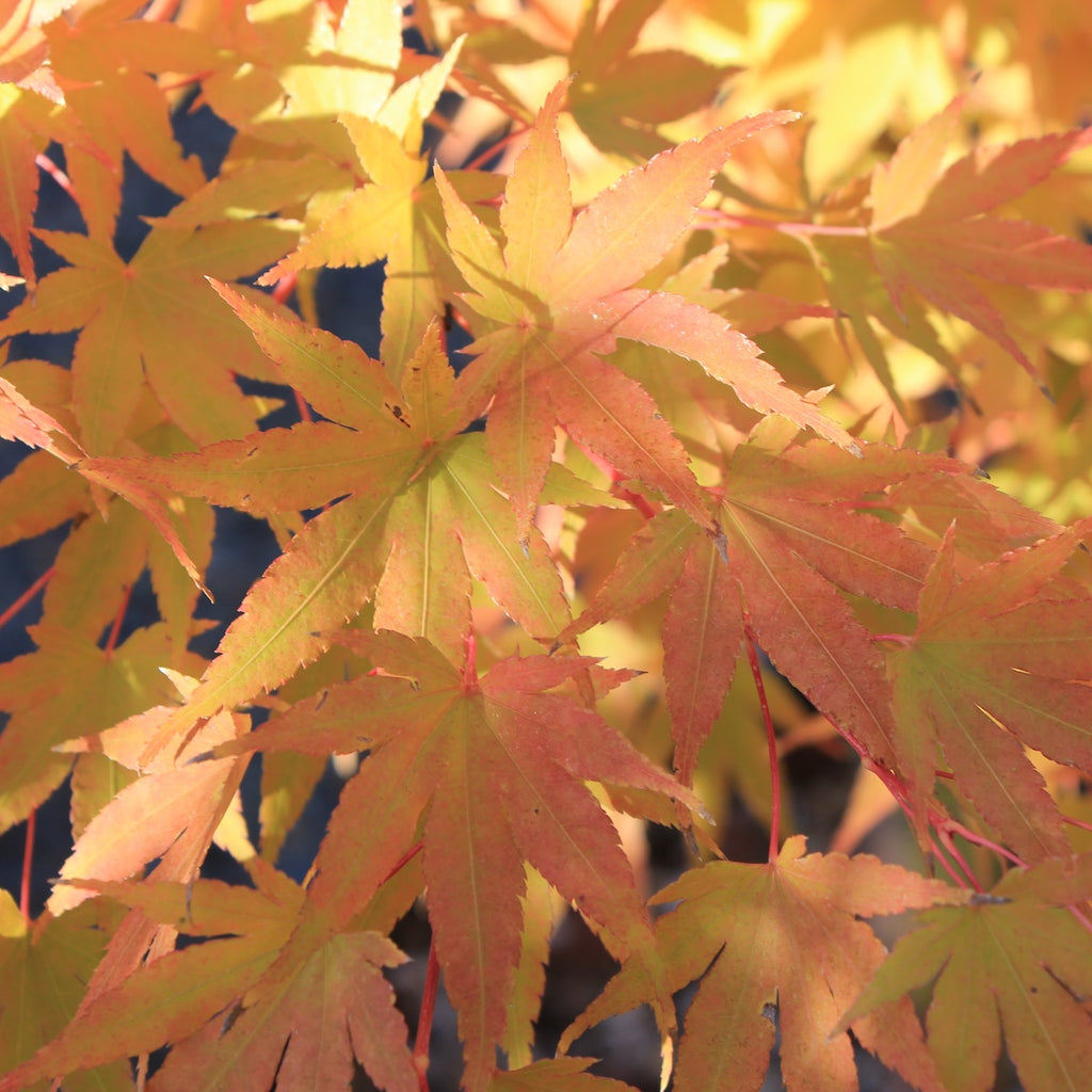 Acer palmatum 'Bihou' (CG)