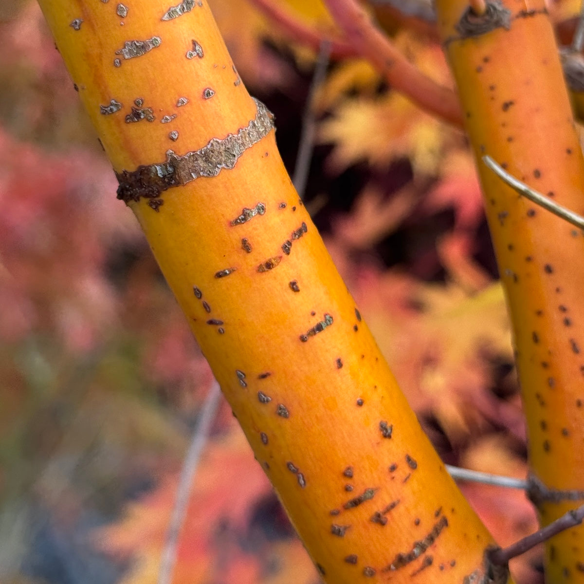 Acer palmatum 'Bihou'