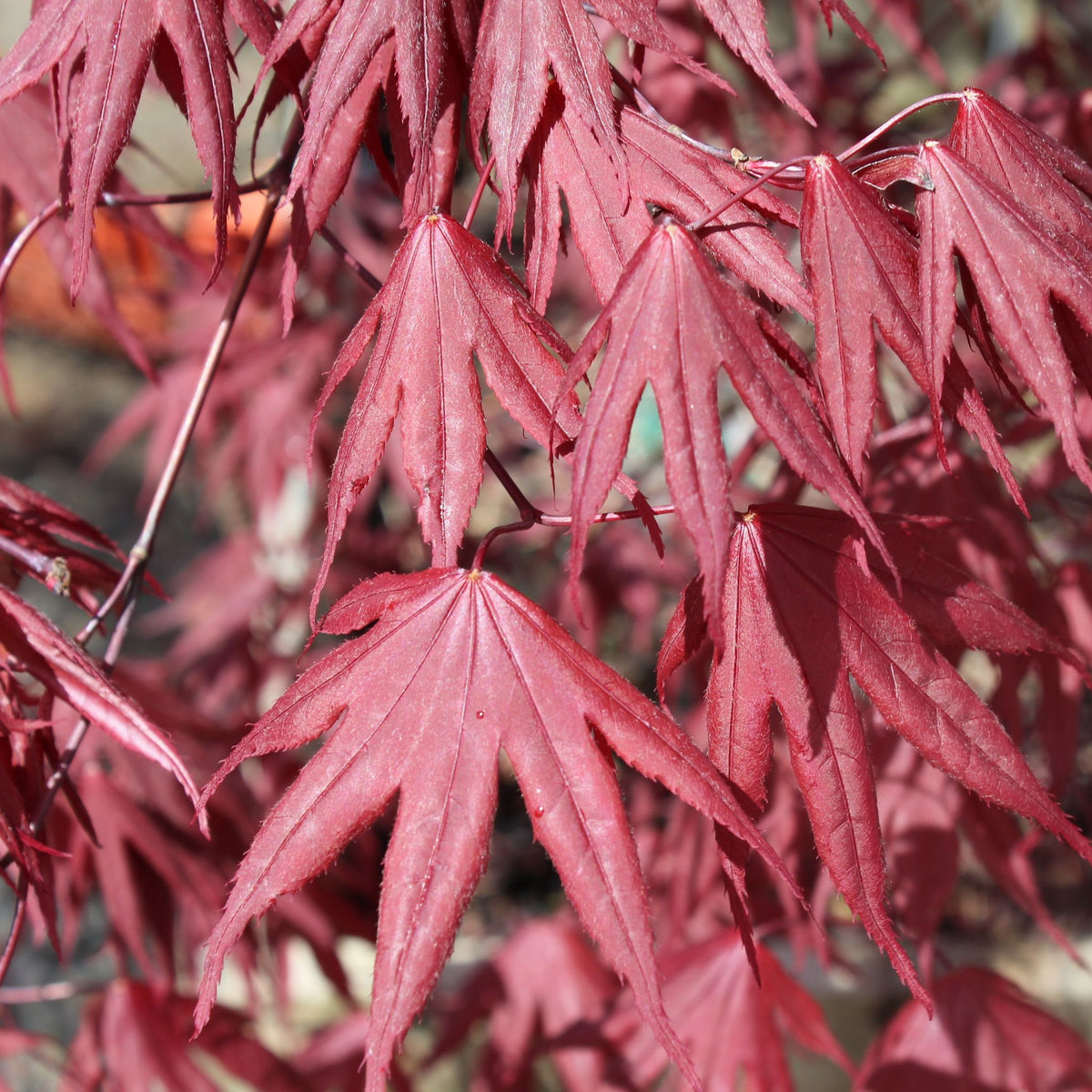 Acer palmatum 'Bloodgood'