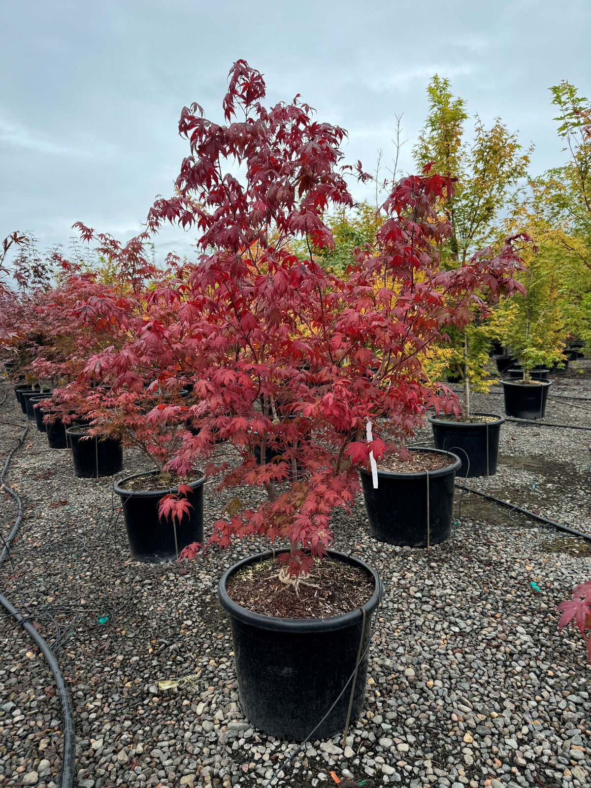 Acer palmatum 'Bloodgood'