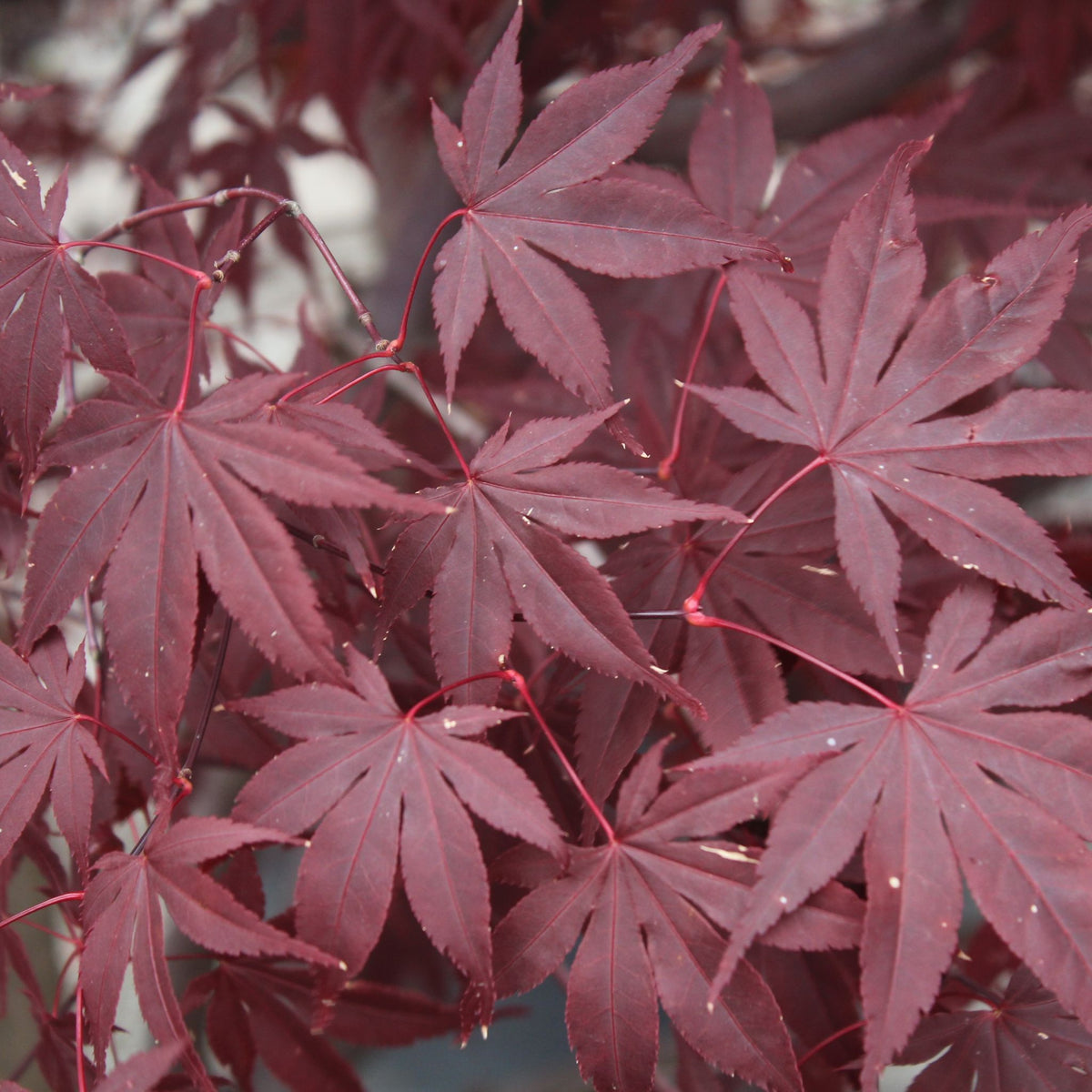 Acer palmatum 'Bloodgood'