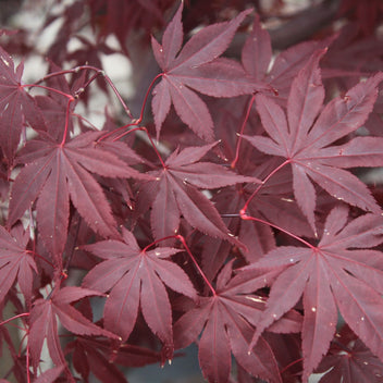 mie.maple-aptinomeまとめ Japanese Maples – Loen Nursery, Inc.