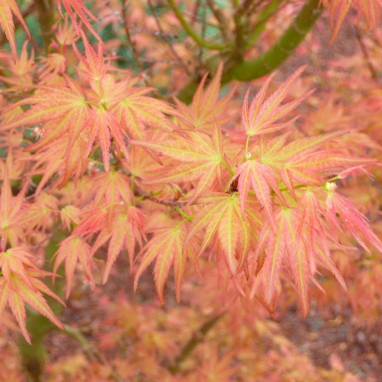 Acer palmatum 'Bonfire' (Dwarf)