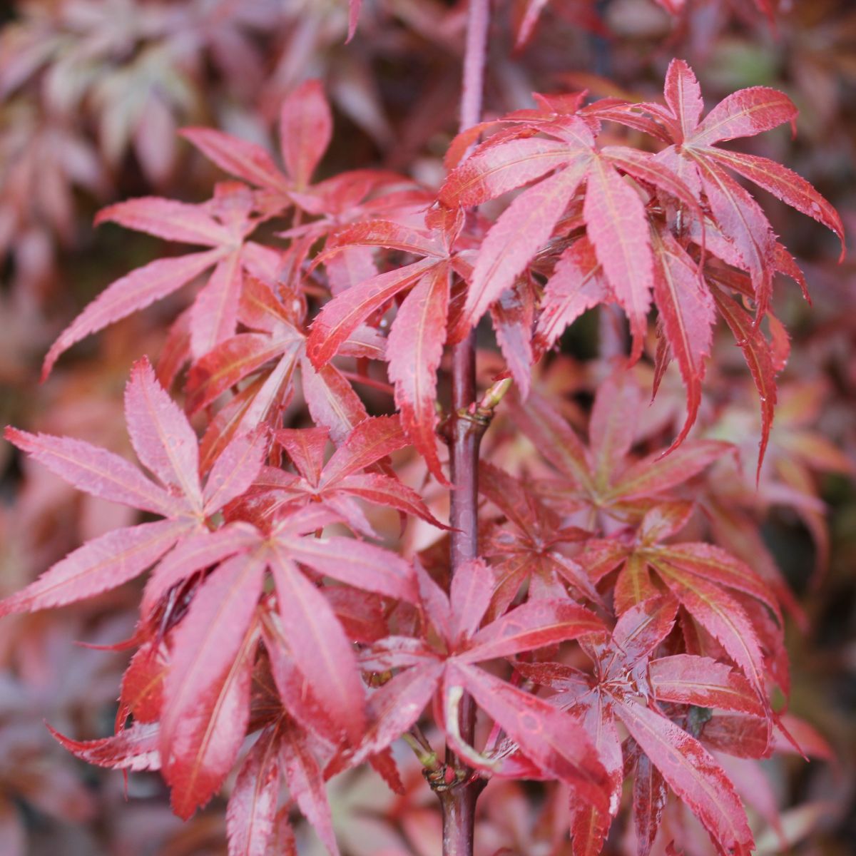 Acer palmatum 'Bonfire' (Dwarf)