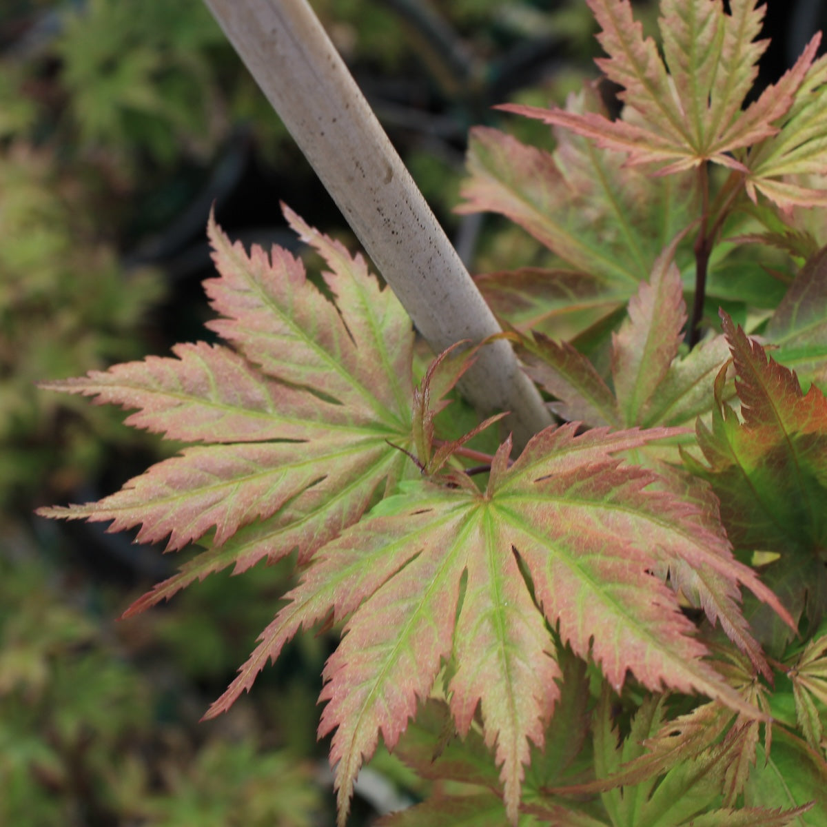 Acer palmatum 'Bump's Red'