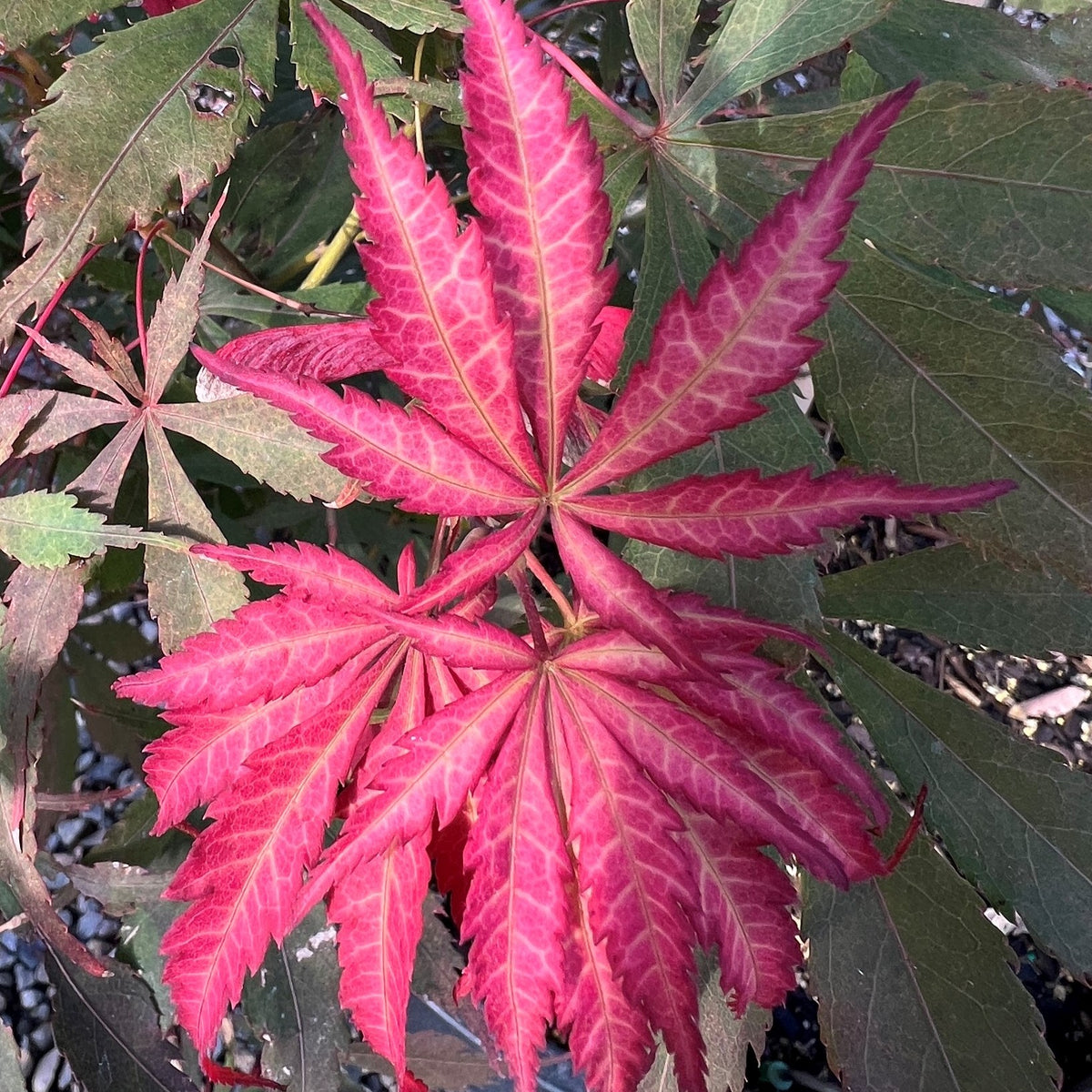 Acer palmatum 'Burgundy Lace'