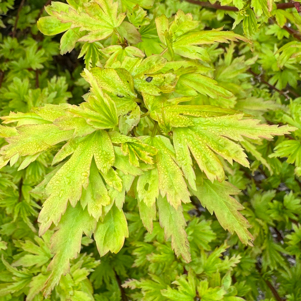 Acer palmatum 'Coonara Pygmy' (DWARF) (Prop. Stock) (CG)