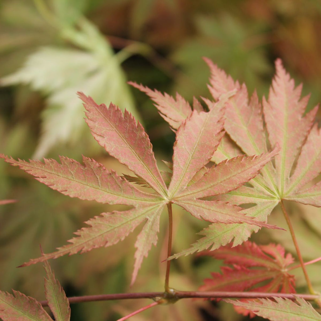 Acer palmatum 'Dr. Seuess' (DWARF) (CG)