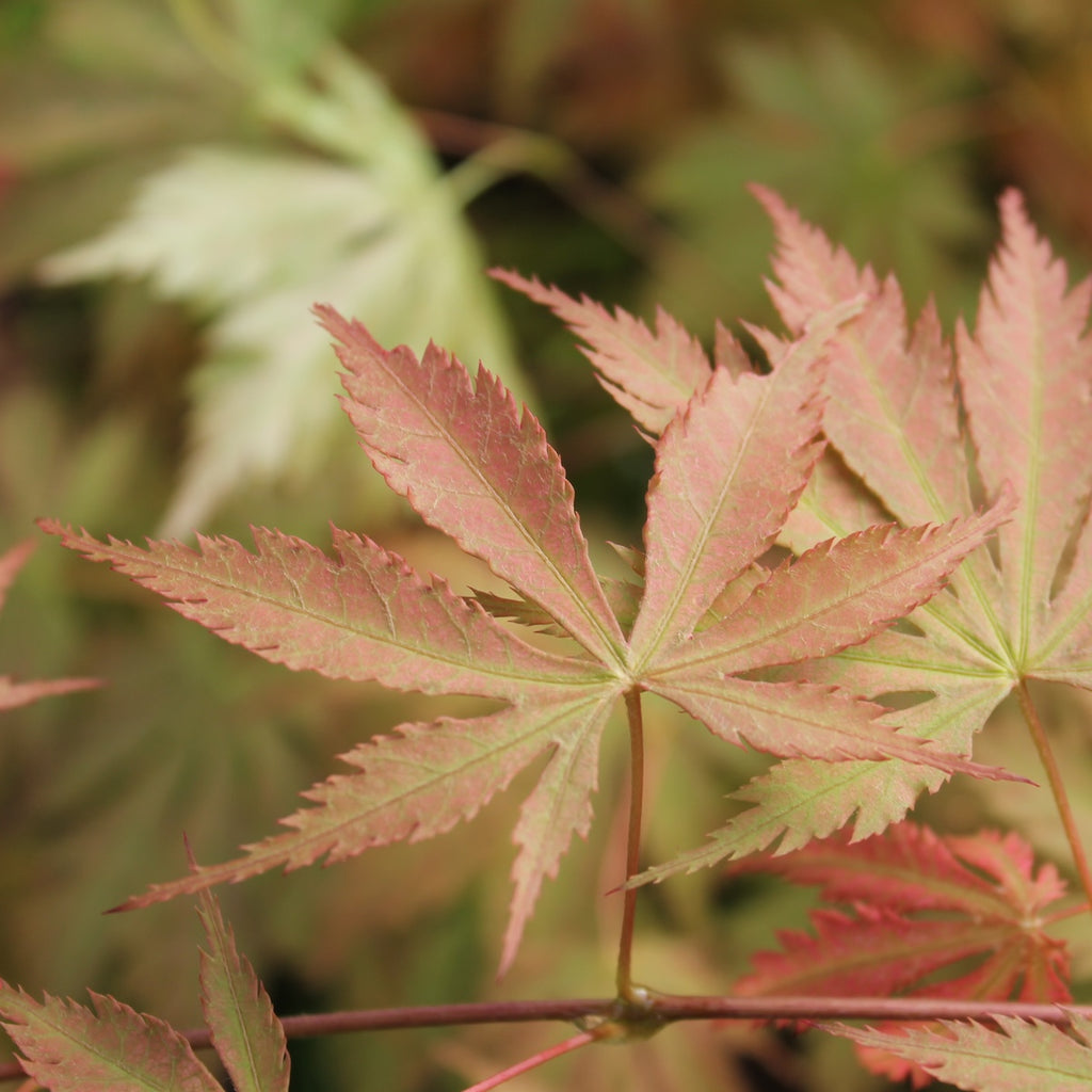Acer palmatum 'Dr. Seuess' (Dwarf) (CG)