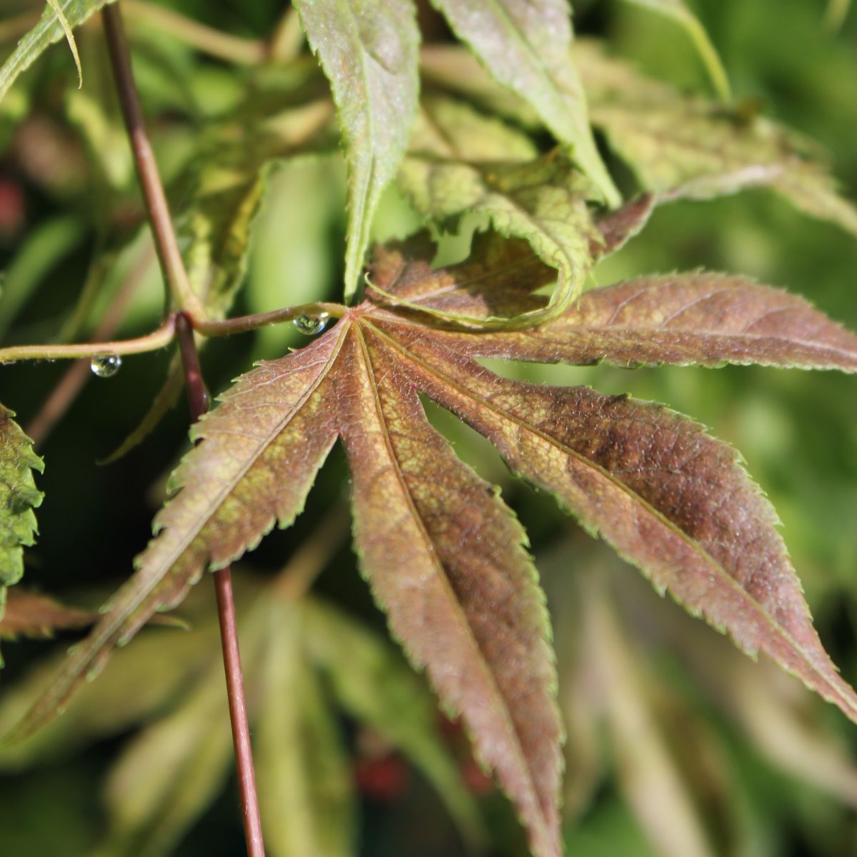 Acer palmatum 'Elmwood'